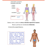 7 datos interesantes sobre la anatomia y el funcionamiento de los musculos que desconocias