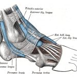 Alargamiento de los músculos de la parte delantera del pie y el tobillo.
