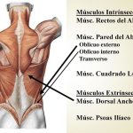 ¿Cuáles son los músculos que debo estirar para reducir el dolor en la zona lumbar?