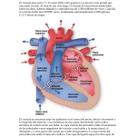 El comienzo del órgano cardíaco.