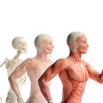 el funcionamiento de los huesos variedades atributos y datos interesantes