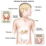 el sistema hormonal definicion funcion y organos glandulares