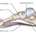 la anatomia del pie sus arcos y las clasificaciones de los pies segun su estructura