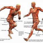 Lesiones y dificultades comunes en el deporte: dolor muscular post-ejercicio.