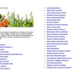 lista completa de plantas medicinales para tratar problemas estomacales y del bazo pancreas