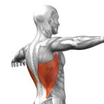 Los puntos de activación en la zona de la espalda que provocan dolor dorsal debido a la tensión muscular.