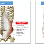 musculo abdominal transversal