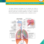 organizacion y operacion de los organos respiratorios y el sistema pulmonar